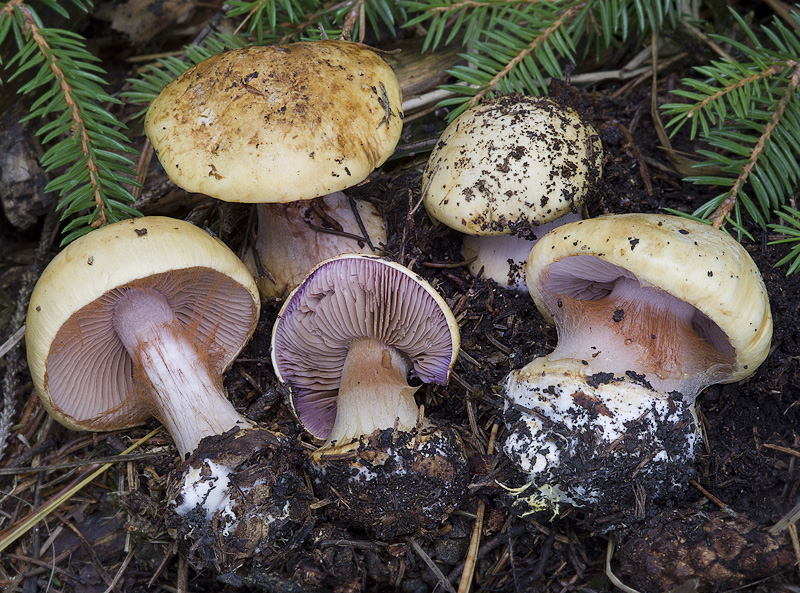 Cortinarius haasii